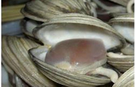 Quang Ninh austriella corrugata granted protected geographical indication